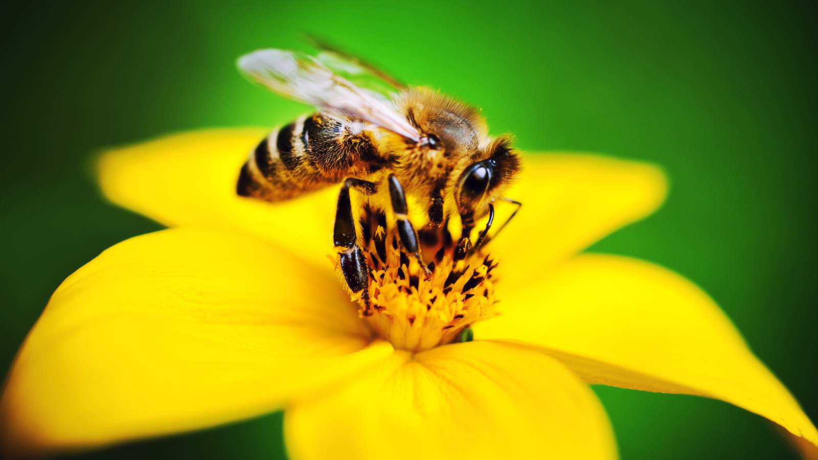 HSP STEUER Bremen sichert Lebensraum für Wildbienen